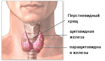 Военные поликлиники спб